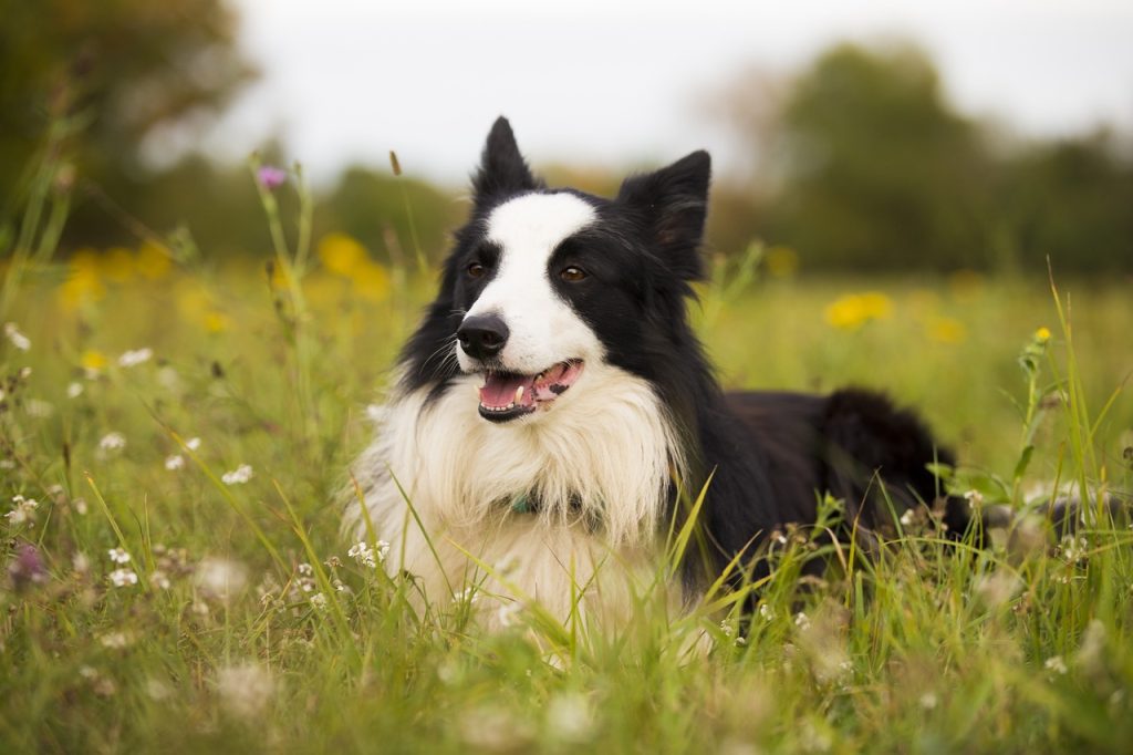 Dog Poop Pickup in Wayne Michigan