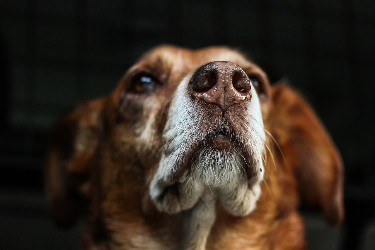 Dog Poop Pickup in Wayne Michigan