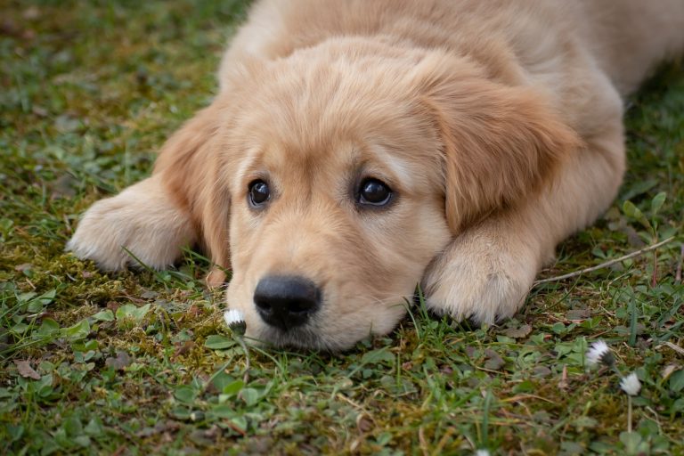 Dog Poop Pickup in Wayne Michigan